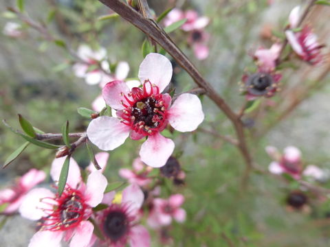 Imagem de Leptospermum scoparium Forst.