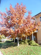 Image of Northern Red Oak