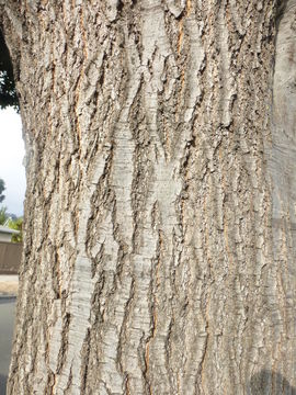 Image of Northern Red Oak