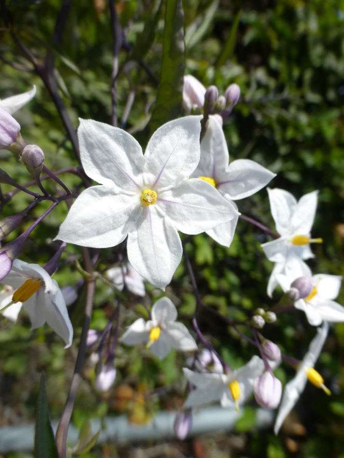 Image of <i>Solanum jasminoides</i>