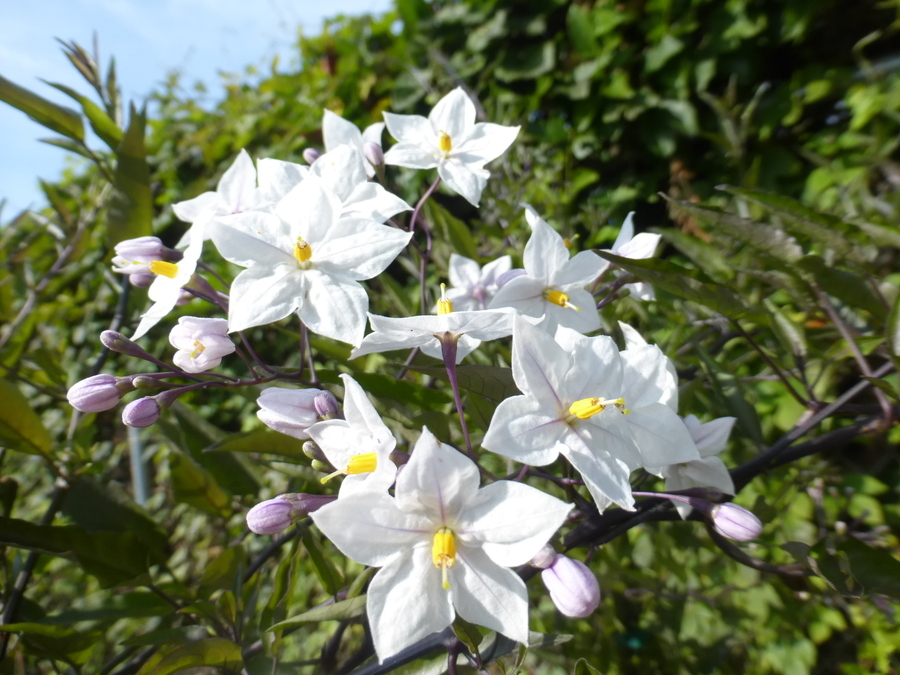 Image of <i>Solanum jasminoides</i>