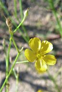 Linum aristatum Engelm. resmi