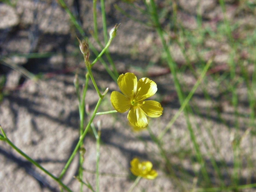 Linum aristatum Engelm. resmi