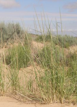 Image of Giant Dropseed