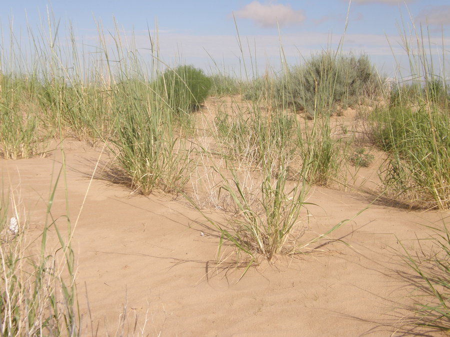 Image of Giant Dropseed