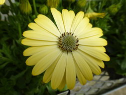 Image of daisybush