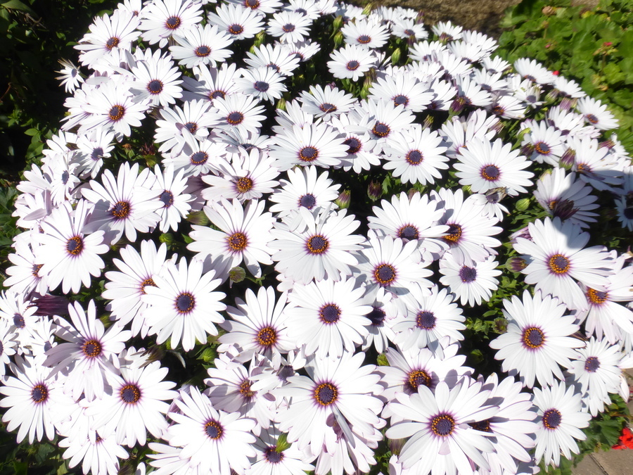 Image of daisybush