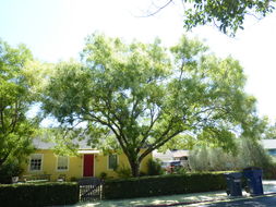 Image of Japanese pagoda tree