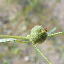 Image of Texas croton