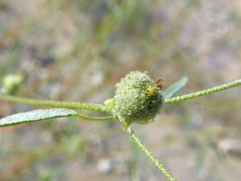 Image of Texas croton