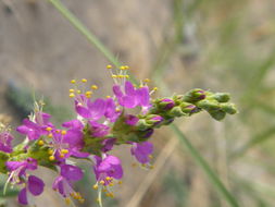 Image of woolly prairie clover