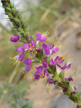 Image of woolly prairie clover