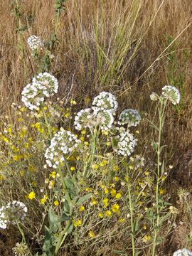 Image of snowball sand verbena