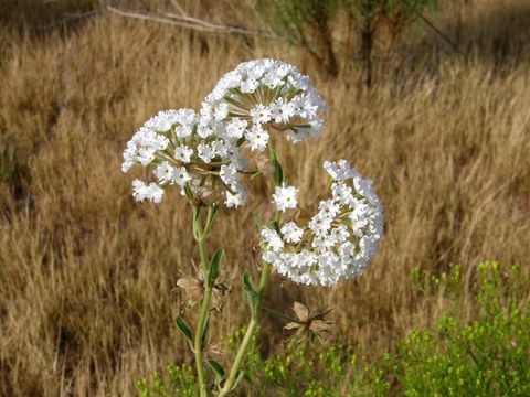 Image of snowball sand verbena