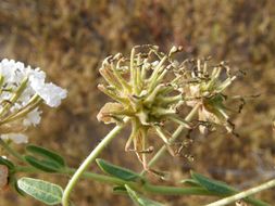 Image of snowball sand verbena