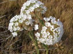 Image of snowball sand verbena