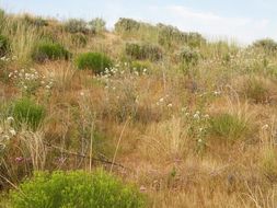 Image of snowball sand verbena