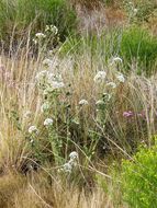 Image of snowball sand verbena