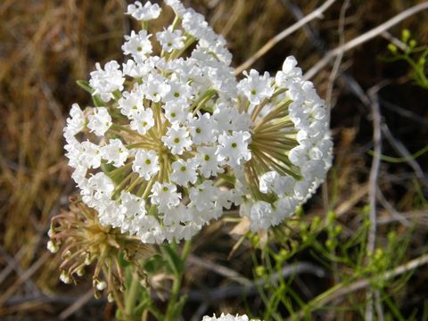 Image of snowball sand verbena