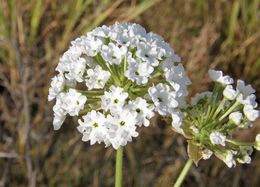 Image of snowball sand verbena