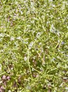 Image of Winged-Pigweed