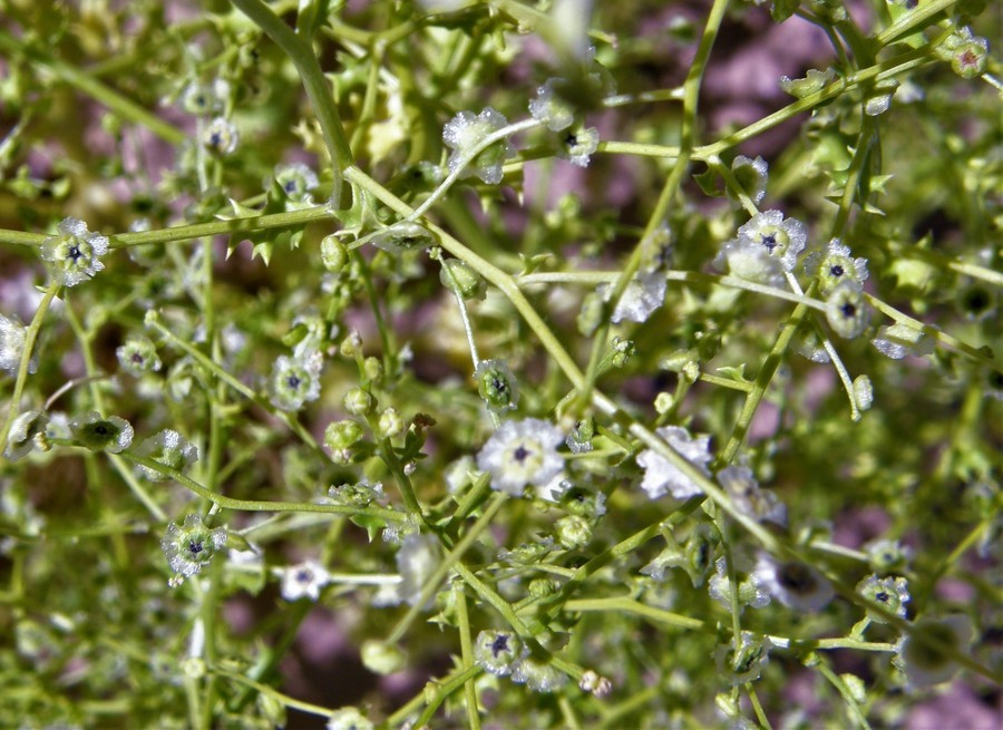 Image of Winged-Pigweed