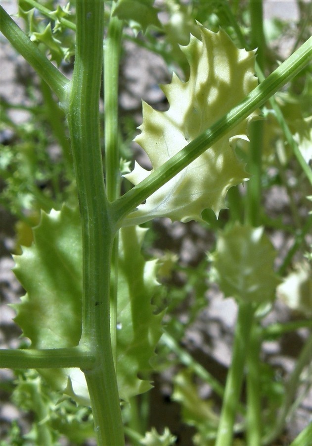 Image of Winged-Pigweed