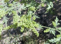 Image of flatspine bur ragweed