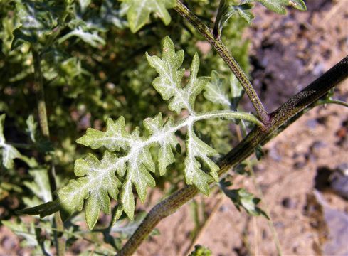 Image of flatspine bur ragweed