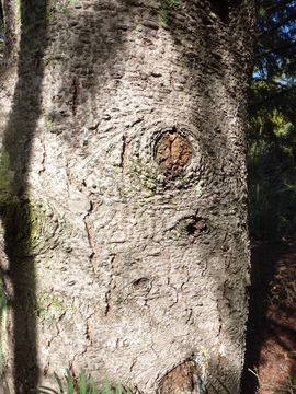 Plancia ëd Abies bracteata (D. Don) A. Poit.