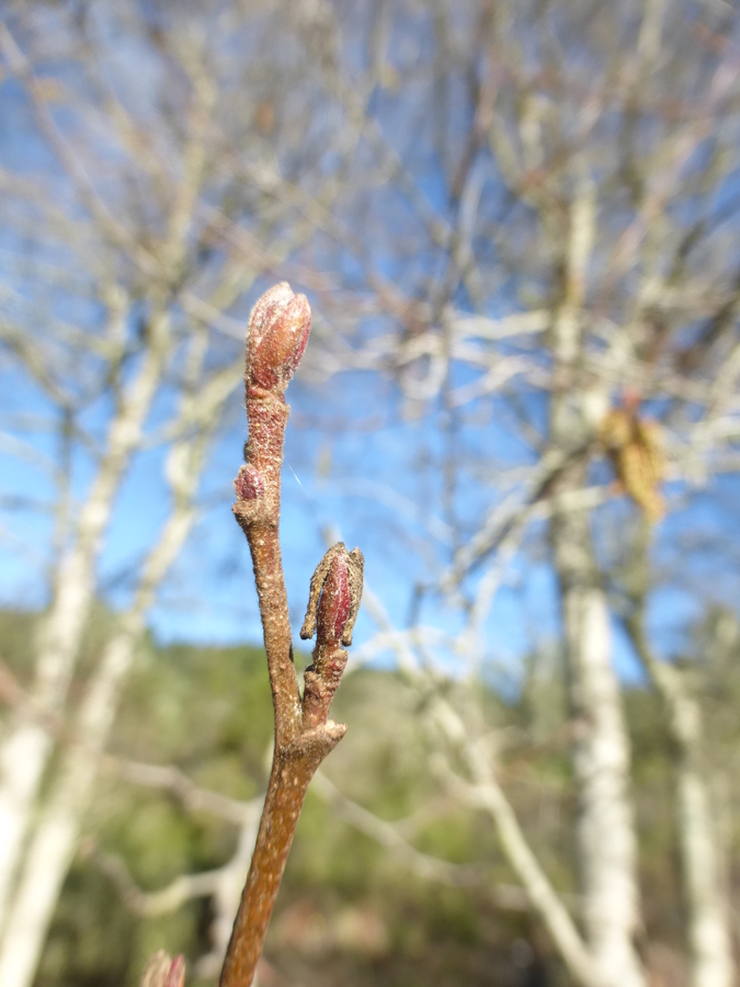 Image of California alder