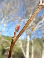 Image of California alder