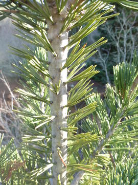 Image of Limber Pine