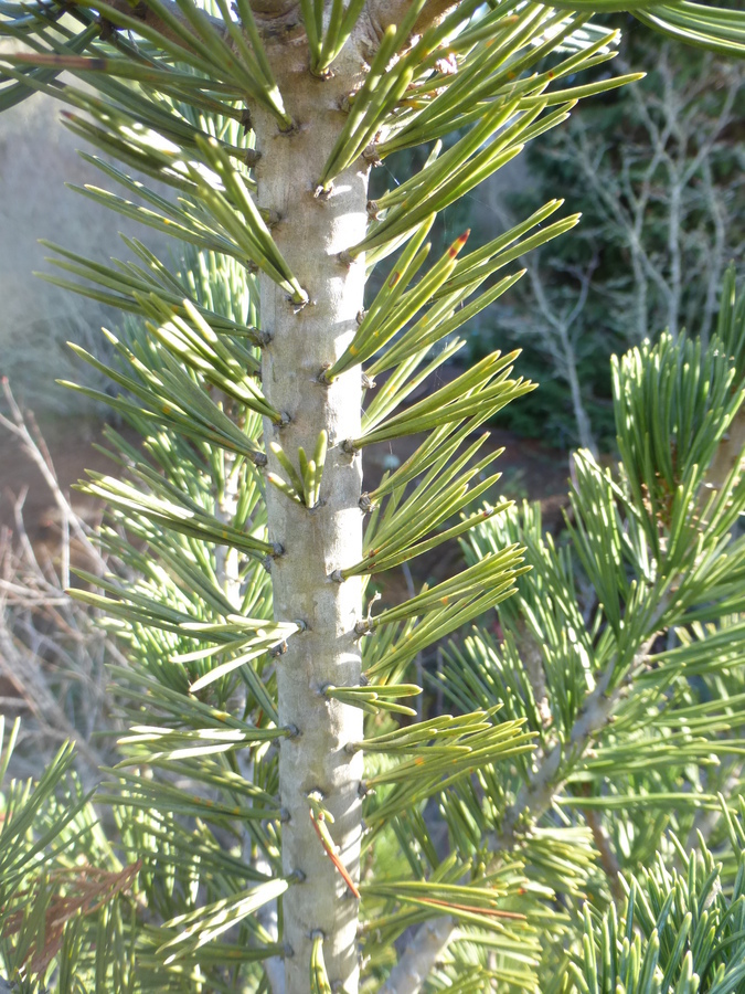 Image of Limber Pine