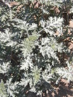 Image of flatspine bur ragweed