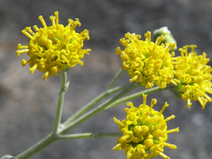 Plancia ëd Hymenopappus flavescens var. canotomentosus Gray