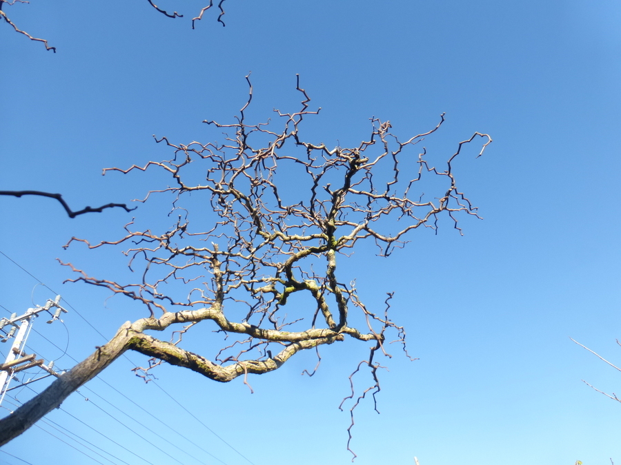 Image of black locust