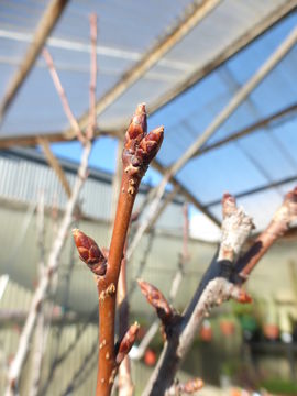 Image of Japanese flowering cherry