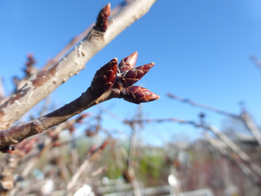 Image of Japanese flowering cherry