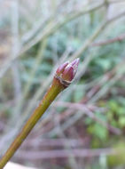 Image of Vine Maple