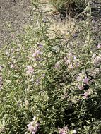 Plancia ëd Sphaeralcea angustifolia (Cav.) G. Don