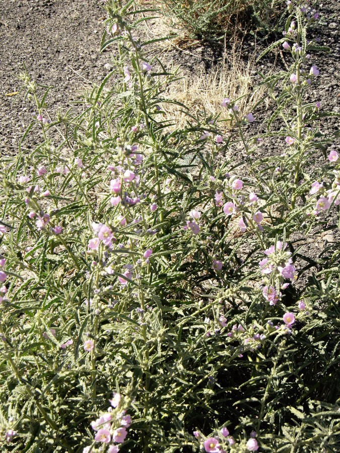 Image of copper globemallow