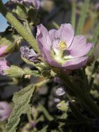 Image of copper globemallow