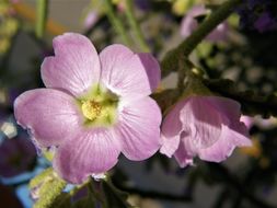 Image of copper globemallow