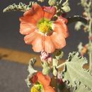 Image of gray globemallow