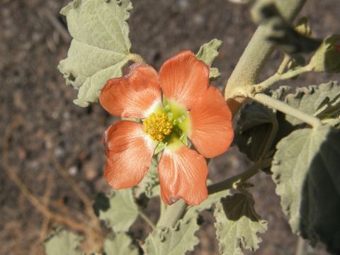 Image of gray globemallow