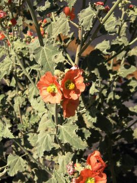 Image of gray globemallow