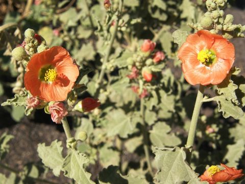 Image of gray globemallow