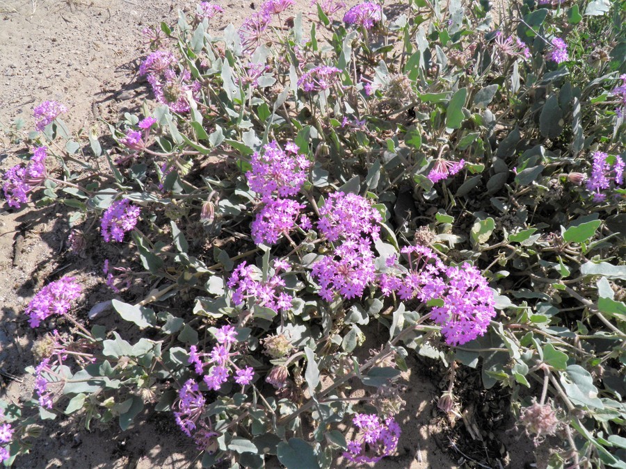 Image of purple sand verbena