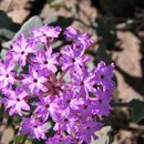 Image of purple sand verbena